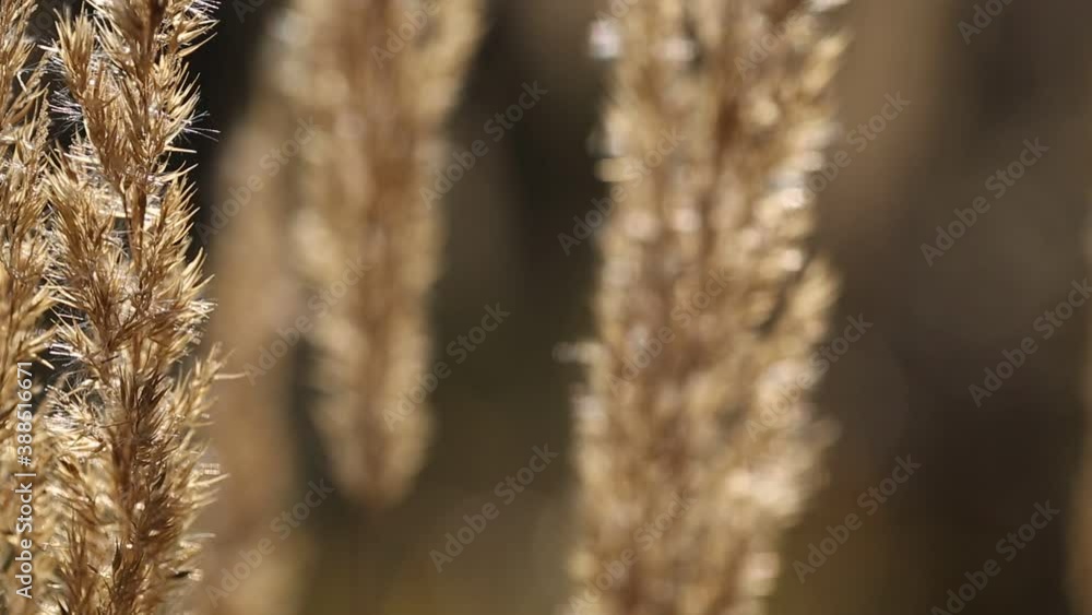 Close-up of dried grass sways in the wind. Background for the titles. Close-up of dried grass sways in the wind. Background for the titles.