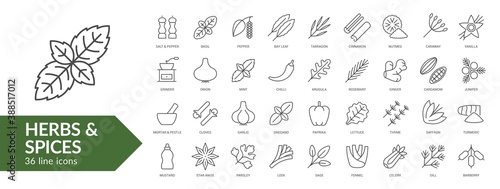 Herbs & spices line icon set. Isolated signs on white background. Vector illustration. Collection
