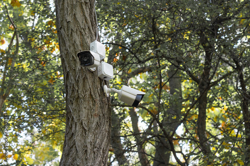 Security camera on the tree trunk, spy camera