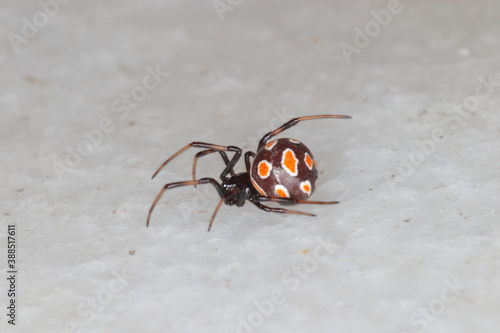 close-up/macro of an european black widow female Latrodectus tredecimguttatus photo