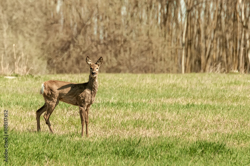 View on a roe deer on a field