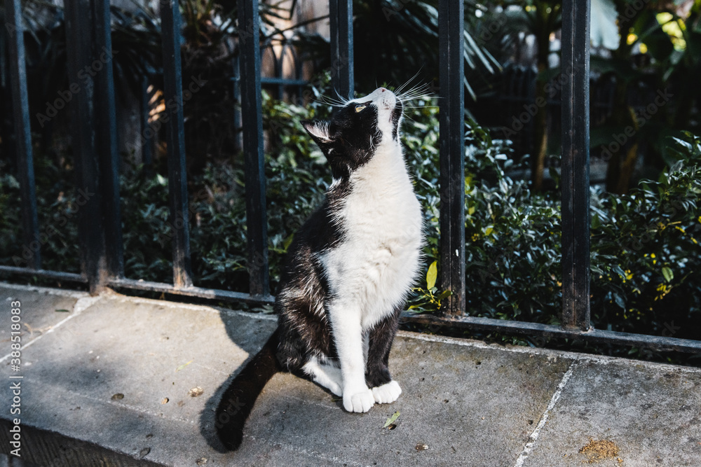 Beautiful street cat Beautiful street cat