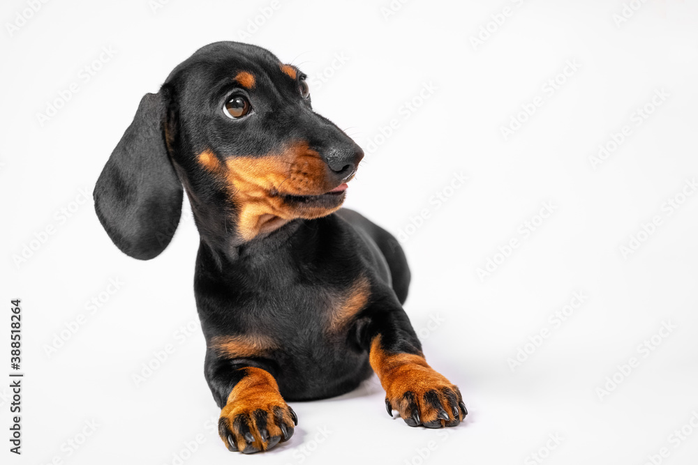 Cute dachshund puppy looks at something with surprise or suspicion, white background, copy space. Guilty baby dog listens attentively to moralizing of owner or handler.