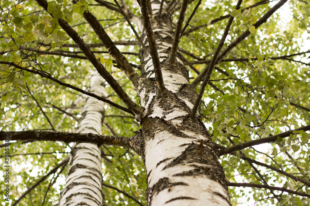 Fototapeta premium Birch trees seen from below, low angle view