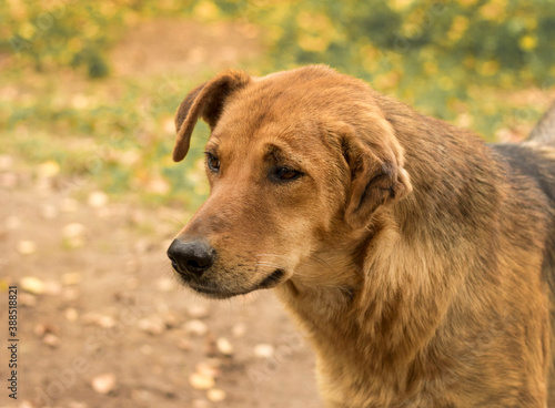A dog portrait outdoor, close up