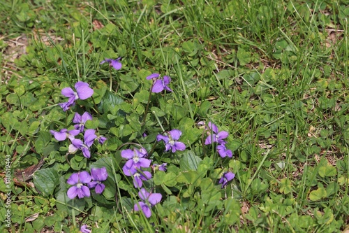 Wild flowers close up