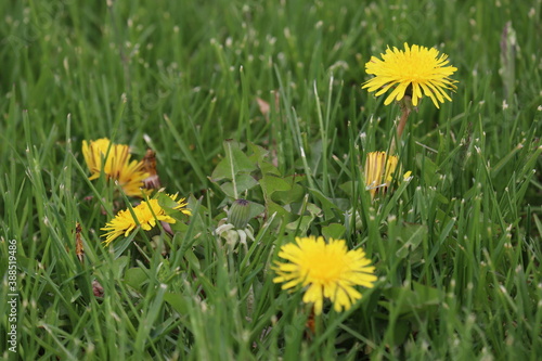 Dandelions in the grass