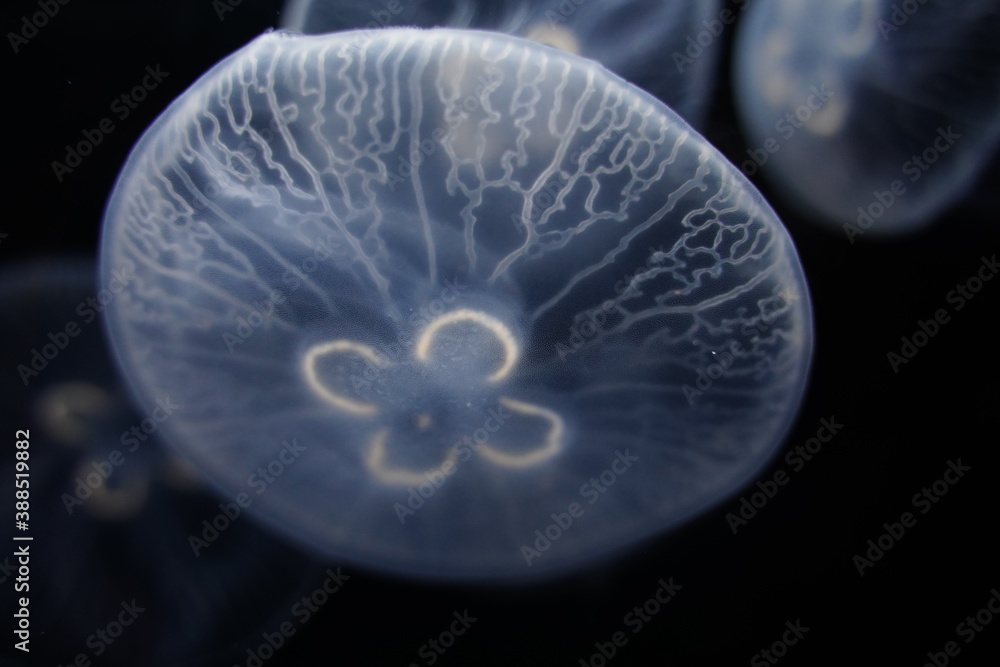 Obraz premium Moon jelly,aurelia aurita in aquarium in Tokyo, Japan. jelly fish.