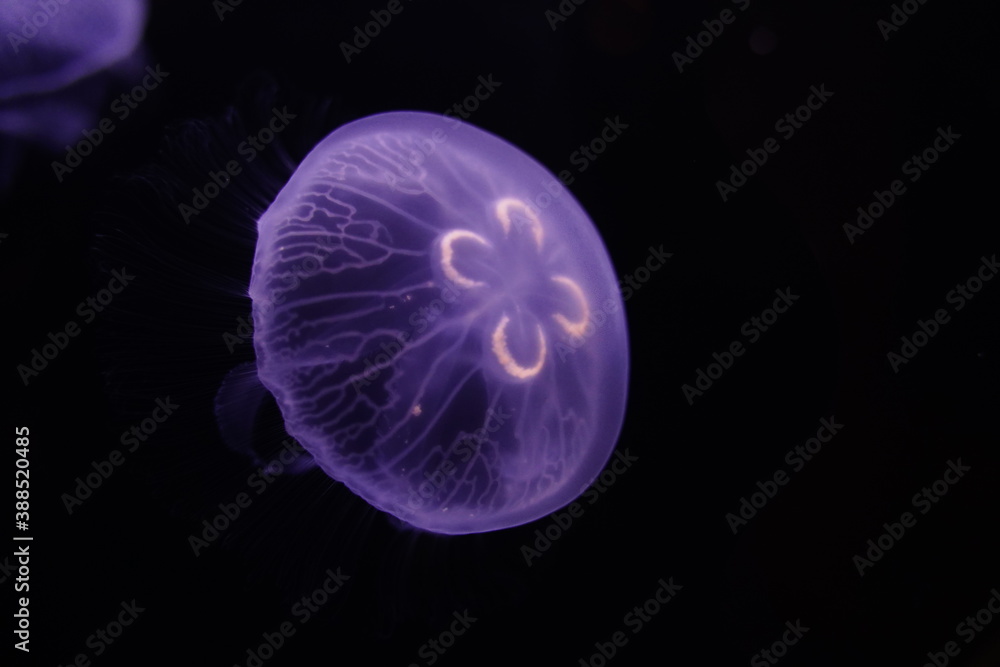 Moon jelly,aurelia aurita in aquarium in Tokyo, Japan. jelly fish. Moon jelly,aurelia aurita in aquarium in Tokyo, Japan. jelly fish.