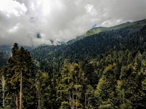 
Clean forest and fresh mountain air