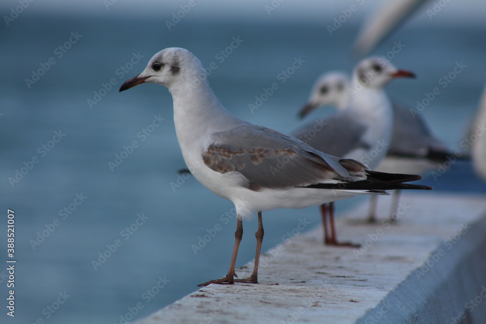 Obraz premium seagull on the pier