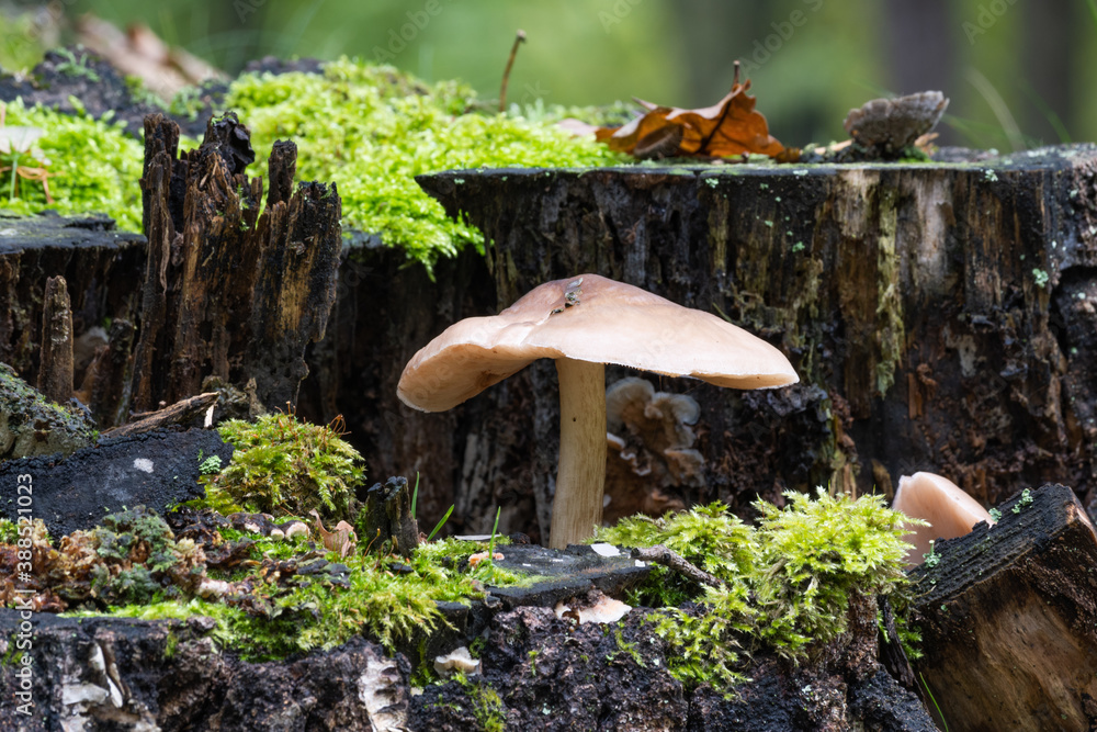Fototapeta premium Mushroom grows on trunk next to moss