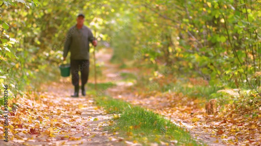 Male mushroom picker walking along the path through the autumn forest with a bucket and a stick Male mushroom picker walking along the path through the autumn forest with a bucket and a stick