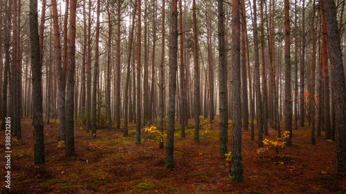 Jesień w lesie sosnowym © Mariusz Stoszewski