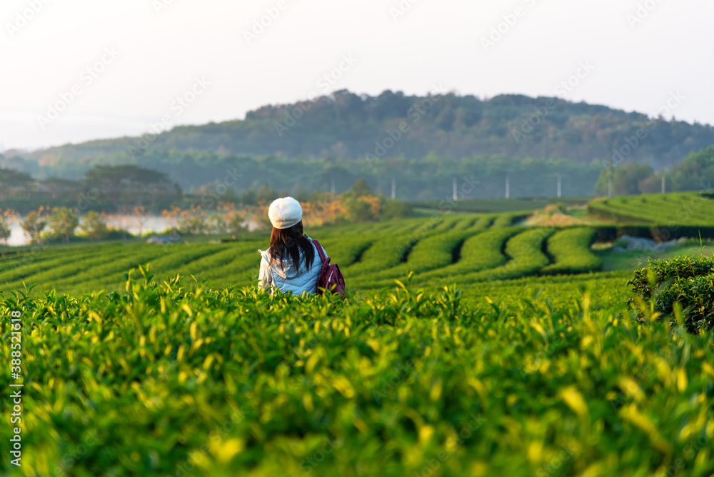 Lifestyle traveler women happy feeling good relax and freedom on the natural tea farm in the sunrise morning, Thailand. Travel Concept