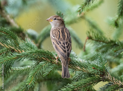sparrow sits on a spruce branch © Jakub
