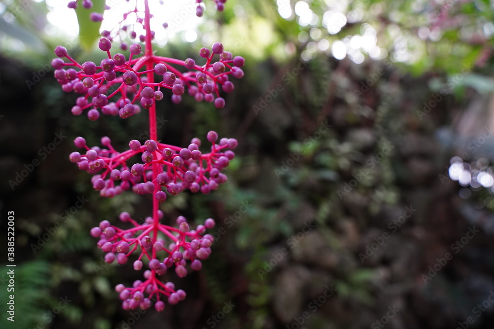 Medinilla speciosa at botanical garden in Tokyo, Japan. They look like grape. Medinilla speciosa at botanical garden in Tokyo, Japan. They look like grape.