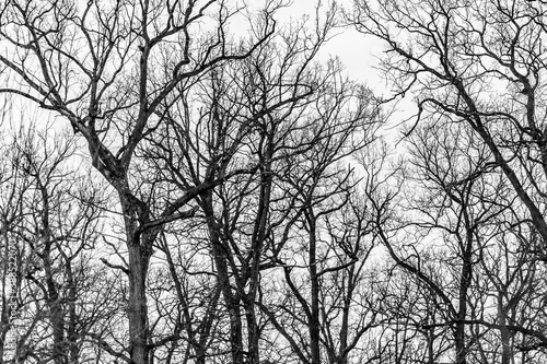 silhouette of a tree © YONG SOK KIM