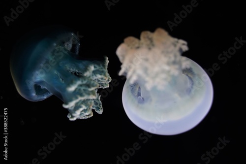 Jelly blubber, Catostylus mosaicus in aquarium in Tokyo, Japan. Jellyfish. photo