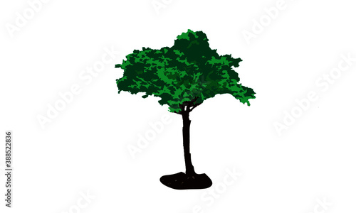 tree isolated