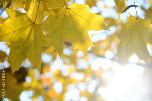 Yellow and orange leaves of maple in the sunny light on a background blue sky