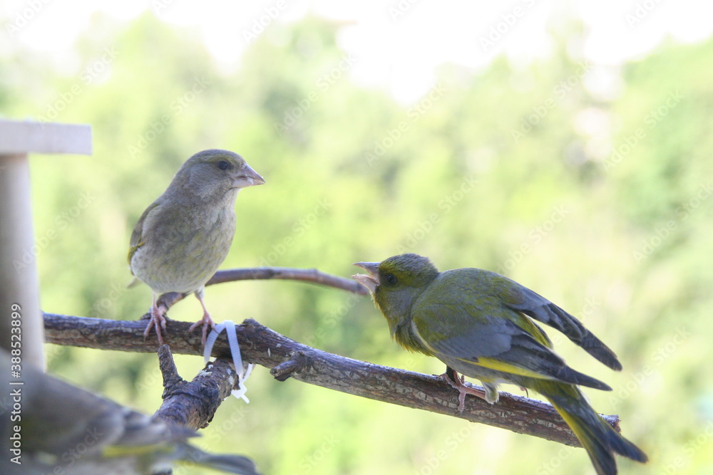Fototapeta premium Greenfinch