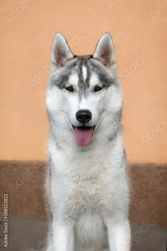 A portrait of young Siberian Husky male dog. The dog is sitting and looking at the camera. He is very attentive; his eyes are brown; fur is grey and white. An orange wall is in the background