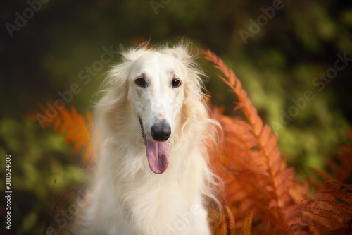 Beautiful russian borzoi dog in the forest in fall. Close-up of gorgeous and elegant dog breed russian wolfhound