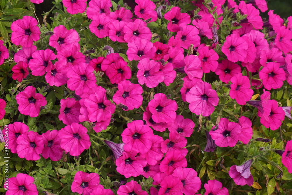a purple flower in full bloom in autumn.4
a purple flower in full bloom in autumn.4