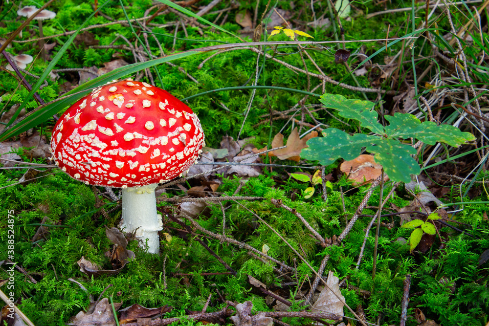 Top view of fly agaric mushroom, red with white dots. High angle view with copy space for text. Also called Amanita muscaria or Fliegenpilz