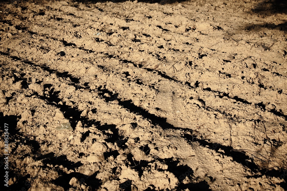 Plowed field, olive grove in the outskirts of Athens in Attica, Greece. Plowed field, olive grove in the outskirts of Athens in Attica, Greece.