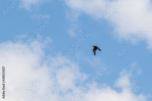 Falcon in flight in the blue sky. Sokol is wearing a walkie-talkie.