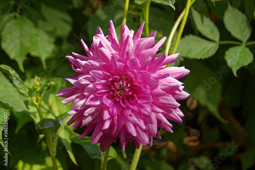Dahlia    grande fleur
