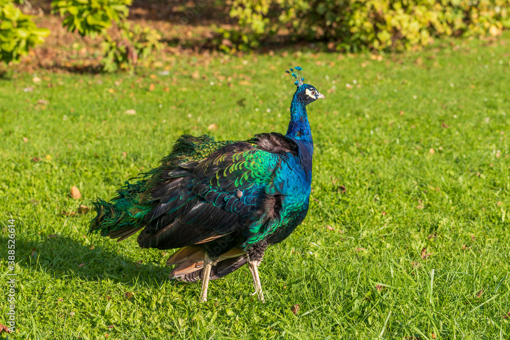 Fototapeta premium Colorful peacock in sunny weather on a green field.