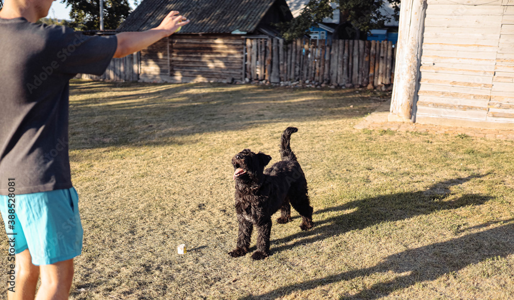 Bouvier Flanders dog playfully walks outdoors in the yard