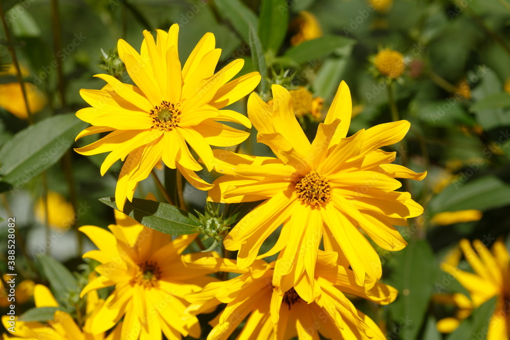 blühender Gelber Sonnenhut, Blumen, Deutschland blühender Gelber Sonnenhut, Blumen, Deutschland