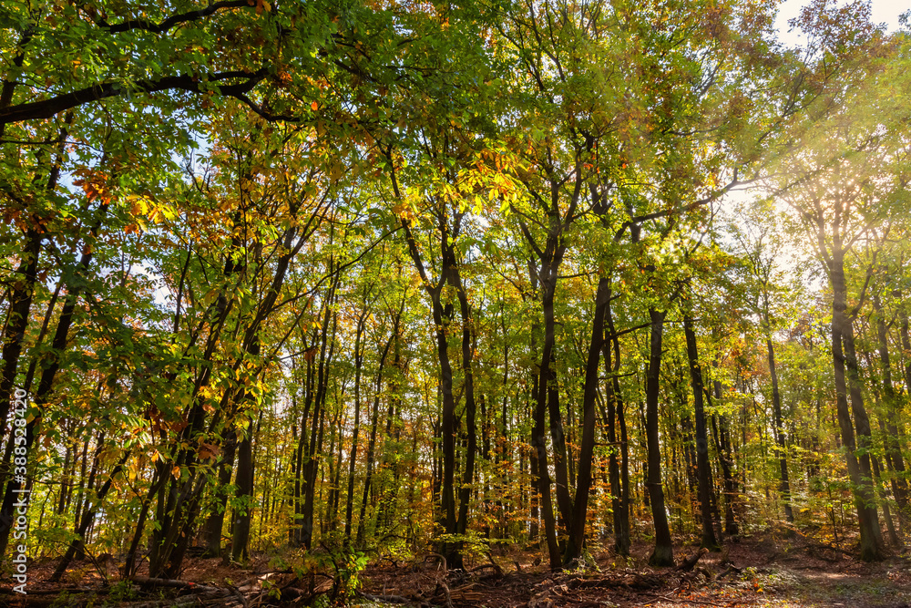 a deciduous forest in the sunset a deciduous forest in the sunset