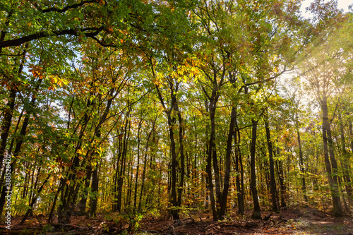 a deciduous forest in the sunset