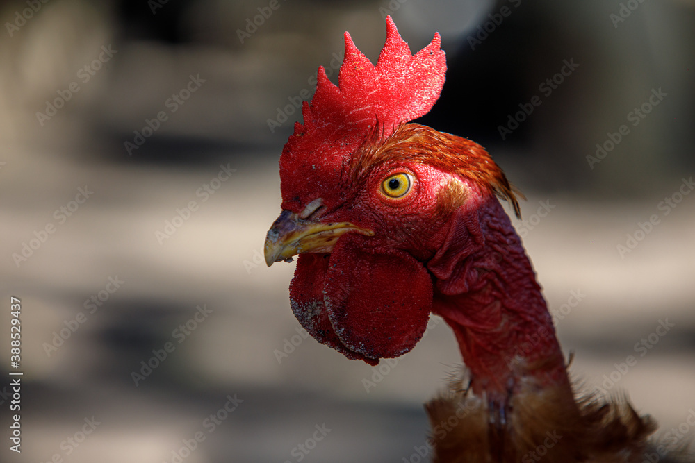 close-up of a chicken or rooster's eyes, play of light, red comb