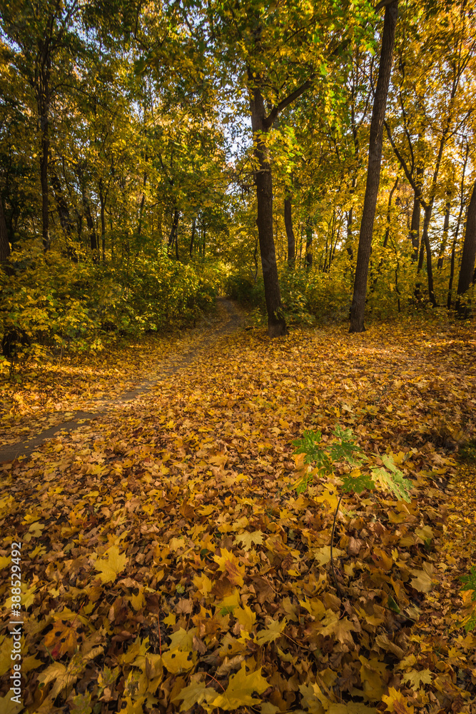 maple oak forest with yellow leaves in warm autumn maple oak forest with yellow leaves in warm autumn