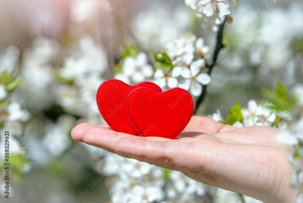 The girl holds in her hand a symbol of love against a background of cherry blossoms
The girl holds in her hand a symbol of love against a background of cherry blossoms