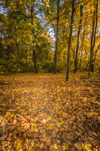 maple oak forest with yellow leaves in warm autumn