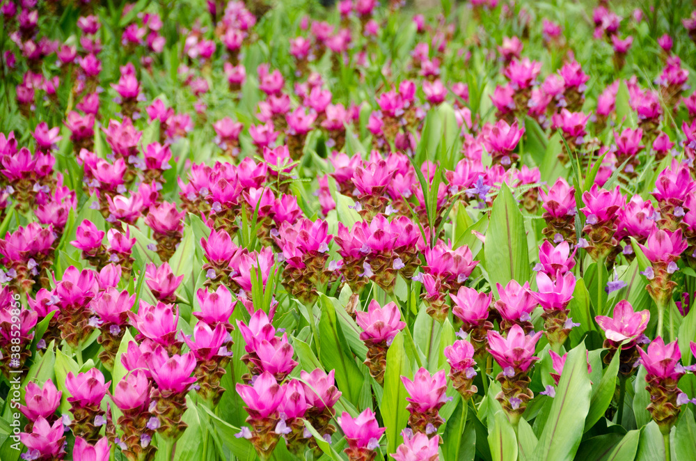 Curcuma sessilis flower in garden for natural background Curcuma sessilis flower in garden for natural background