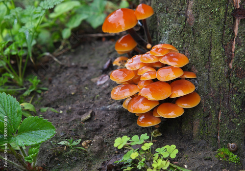 Enoki or Enokitake mushrooms on a dead tree trunk in autumn. Flammulina velutipes