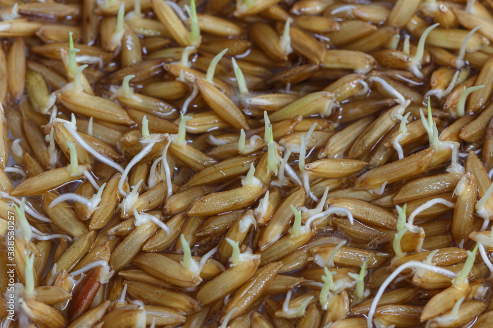 Close up, young rice plants that are germinating and growing.