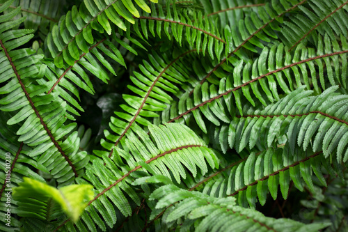 Green fern leaves close-up, natural texture and background.