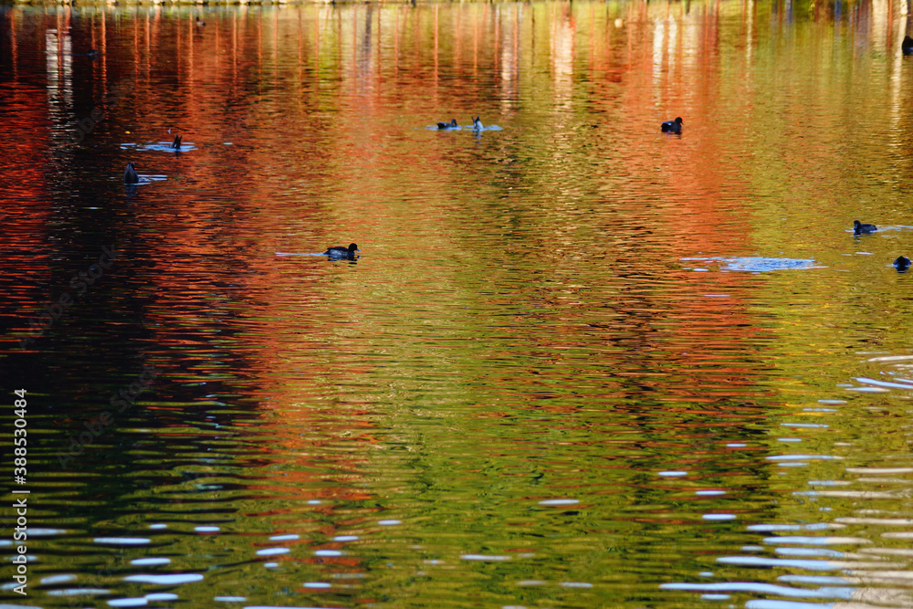 紅葉に包まれた池を泳ぐカモ 紅葉に包まれた池を泳ぐカモ