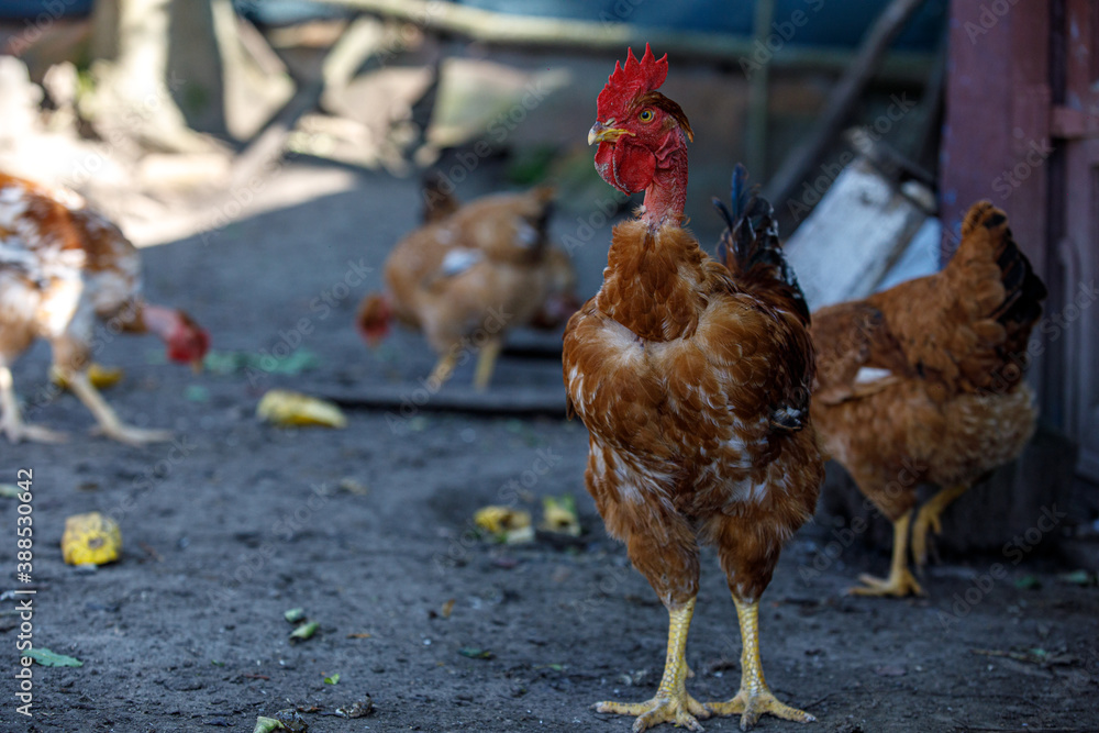 Fototapeta premium chicken or rooster's eye close-up, play of light, red scallop, domestic chickens