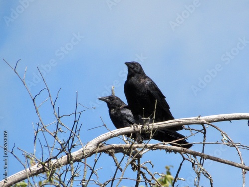Crows on a Branch 