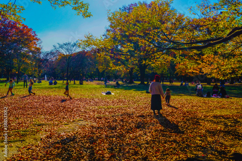 紅葉に覆われた代々木公園 © kanzilyou